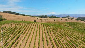 Magnificent view of endless grape plantations with magical landscapes of clear sky and trees. Equal orderly rows of large vineyard in Sonoma, CA, U.S