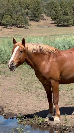 Quinn and Moose and sweet Beth Dutton ♥️❤️ So these two boys were saved together from a kill pen in Kansas after an adopter dumped them weeks after getting them and before they were titled. They were also adopted out with Spyder and Smokey and all four were found in the slaughter pipeline. They were so desperately sick when we rescued them and it was touch and go for a while and we weren’t sure they would recover but happily they did pull through. These are the four yearlings who were taken on a