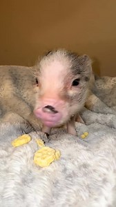 Oh, Dizzy 💕 #virals, #asmr #trend, #trending, #viral, #fyps, #foryoupage #trends, #asmrvideo #piggy #foryou, #asmrsounds #foreveryoung | Tara and Diz