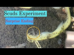 Scuds Culture Experiment With Surprise Ending!
