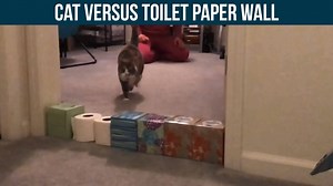 35K views · 476 reactions | This 10-year-old cat named Lucy has a great vertical. Show us your cat's skills!  | MLive.com | Facebook