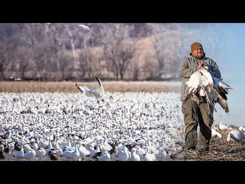 SNOW GOOSE HUNTING MISSOURI! - Spring Migration