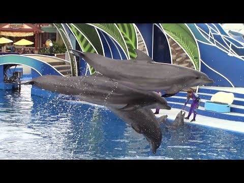 Dolphin Days (Full Show) at SeaWorld San Diego (5/21/18)