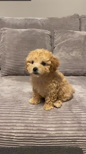 I can‘t imagine a more beautiful #puppy 🫠 #puppylove #tinydog #cutedogsonly #dogsoftiktok #teacuppuppies #teacup #maltipoo #toypoodle #welpe #itscorn #viral #fypage #maltipoosoftiktok #fürdich #fypシ゚viral
