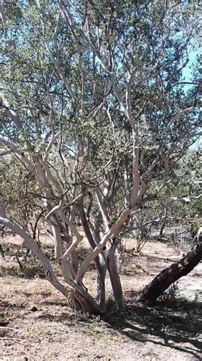 Árbol de Chapote Nombre Científico: Diospyros Texana, se encuentra en Arroyos, da frutos muy dulces, se los comen las vacas, pajaritos, tejón, zorro 🦊, coyote Etc. Saludos... | Luis Sierra