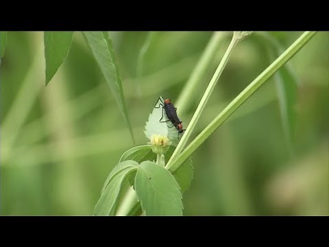What you may not know about love bugs in Florida
