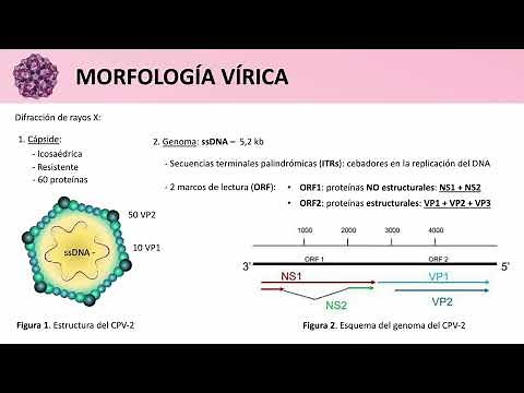 Parvovirus canino
