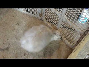 Rabbit breeding fall off