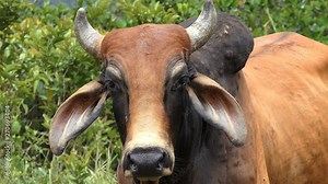 Angry bull looking to the camera. Smart bull in the farm. Close up Bull head and horns, Head of a Wild bull in the nature staring into camera. Strong beautiful brown bull with flies on his face