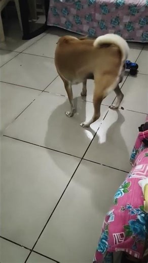 hmesha yaad rakhna😁#funny#comedy#viral#pets#trending#dog#love#adorable#animals#subscribe#memes#reels