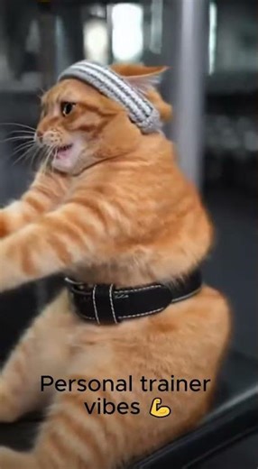 Cat Doing Exercise 🐱💪 | Funny & Cute Moments | NexaHub