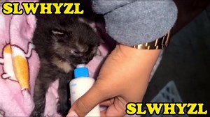 Kitten Bottle Feeding Kit 1ml 3ml 5ml 10ml 60ml Kitten Milk Replacement Bottles Small Animals Waterer Feeder for Nursing Newborn Kittens Cat Rabbit