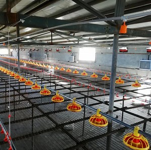 Control Shed Automatic Chicken Broiler Poultry Equipment Suppliers in South Africa