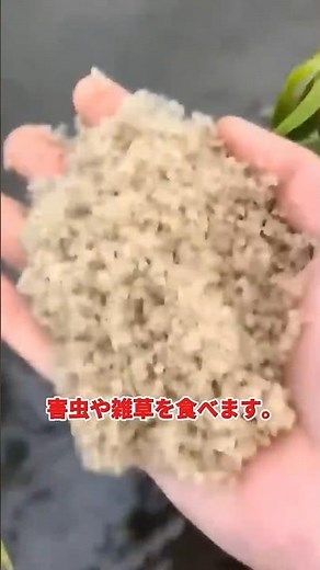 田んぼでカニを一緒に育てる生態農法