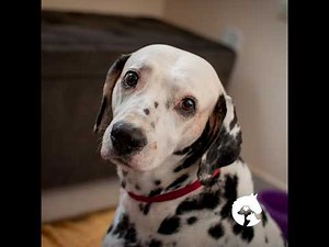 9. How Do We Measure Pain in Dogs? Veterinary Pain Research Explained