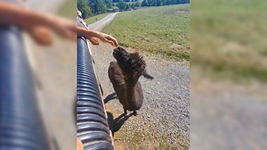 Lake Tobias llama dies from injuries; woman says tour bus ran it over