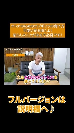 オトナのためのオジギソウの育て方 可愛い花も咲くよ！枯らしたことがある方は必見です！#Shorts