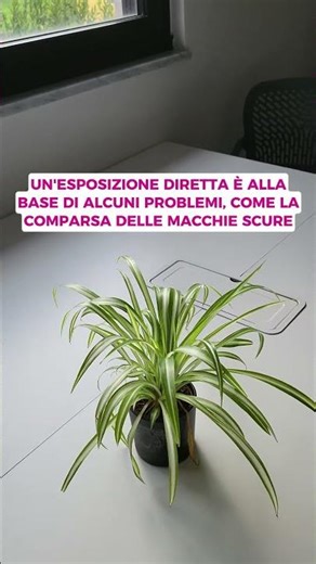 The essential tips you need to know when caring for a spider plant! #gardening #spiderplant