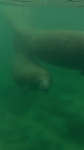 Close Encounter with Manatees in Springhead Waters