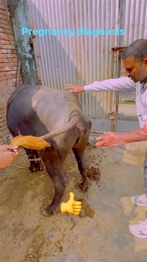 349K views · 1.8K reactions | Pregnancy diagnosis #reels#trending #viral#facebook #instagramreels | Mahaveer Singh Rajput | Facebook