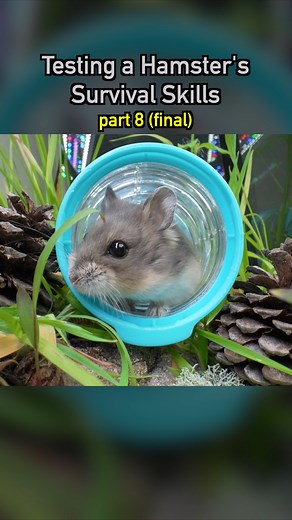 2.2M views · 75K reactions | Testing a Hamster’s Survival Skills pt8  #ecosystem #wildlife #nature #plants #earth #pets #petsofinstagram #aquarium #hamster | Dr. Plants | Facebook