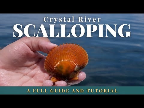 The Ultimate Guide to Crystal River Scalloping
