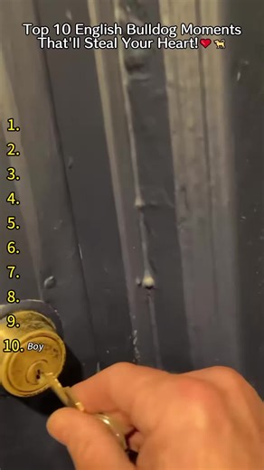 Adorable and Hilarious Dog Compilation