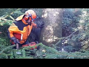 Hard work of a lumberjack with a chainsaw in a tight space #gardenandforest