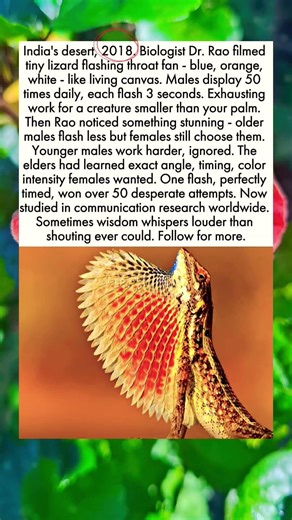 India's desert, 2018. Biologist Dr. Rao filmed tiny lizard flashing throat fan - blue, orange, white