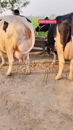 125K views · 4.6K reactions | Big cow for sale #animals #farming #cow #cows | Apna punjab tv | Facebook