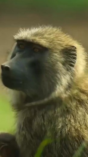 Close to… #animals #animalworld #monkey #MonkeyLife | Animal Documentary