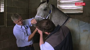 5.2K views · 121 reactions | Straight from the horse's mouth. Equine dentist Mark Burnell highlights the benefits of routine dental care for racehorses. | Racing.com | Facebook