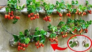 1.5M views · 10K reactions | The Secret To Turning An Old Wall Into A Strawberry Paradise For Your Family | Balcony Garden Ideas | Facebook