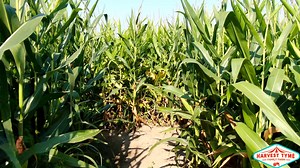 Harvest Tyme Family Farm Opening Day Tour A Must If you have Kids! Harvest Tyme | Timeless Aerial Photography