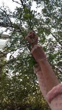 shab e meraj ❤️🤲 mashallah 🥰