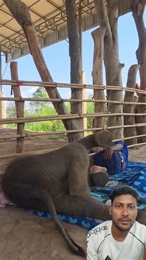 wait for end #elephant #adorably #babyelephant #zoo #adoreble#funny #babyanimal #sleeping #man #cute