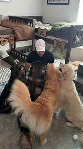 Surprising My Dogs with Their Brand New Bedroom