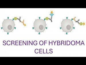How Monoclonal Antibodies Are Made: Hybridoma Separation and Screening of Hybridoma