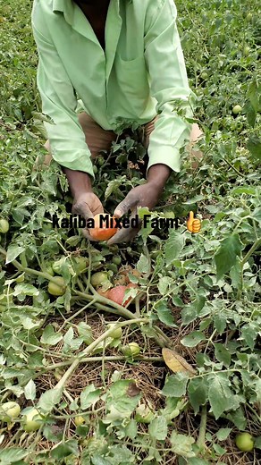 Tomato Farming Tips and Techniques