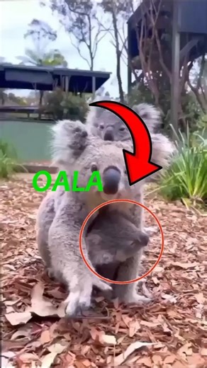Why Koalas Love Nap and Chew Eucalyptus #koala #animals #cute