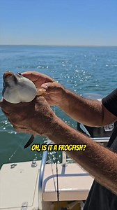 9.4K views · 34 reactions | This is a Real Blowfish! Your Saltwater Guide is Sponsored by Promar & Ahi USA. | Your Saltwater Guide | Facebook