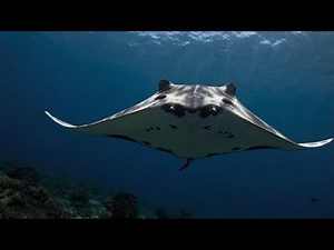 Mantarraya Oceánica: Secretos del Filtrador Más Elegante del Mar | Historias Del Planeta