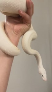 Only bad thing about a white snake #ballpython #ballpythons #ballpythonmorphs #royal Python #ballpythonsofinstagram #python #pythons #snake #snakes #snek #reptile #reptiles #reptilesofinstagram #reptilelover #reptilekeeper #pet #pets #daily #instagram #tiktok #reels #cute #fun #happy #ballpythonsoftiktok #boise #idaho | Black Lake Reptiles