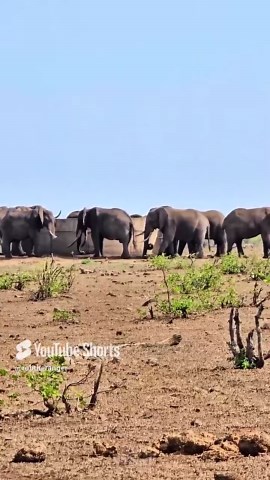 Elephants Crowd a Watering Hole for a Sunset Drink