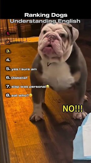 Ranking Dogs Understanding English