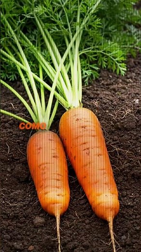 Baby carrots 🥕 #nutritionpodcast