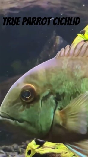 True Parrot Cichlid Aquarium Fish #tropicalfish #fishvideo #fishaquarium #fishtank #parrotfish #ikan