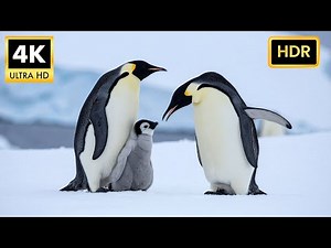 Antarctica's Most Breathtaking Secrets Caught in 4K
