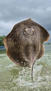 Underwater big Stingray fish catching video #fish #video #reels | Discovery Site