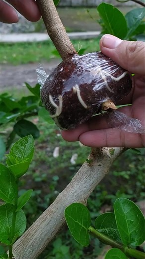 Air layering in 23 days 😍🌿🌿 #airlayering #diy #bonsaiworld